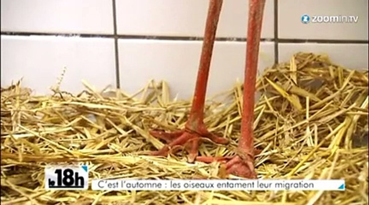 100.000 oiseaux migrateurs en Belgique