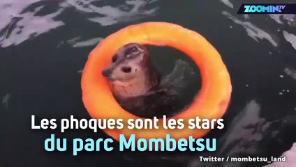 Instant meûgnon : le phoque et sa peluche