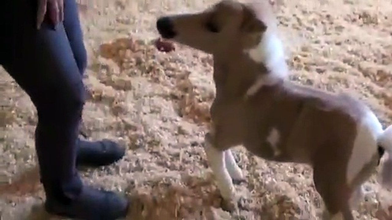 Un adorable mini cheval