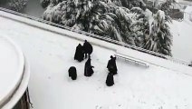 Des moines font une bataille de boules de neige !