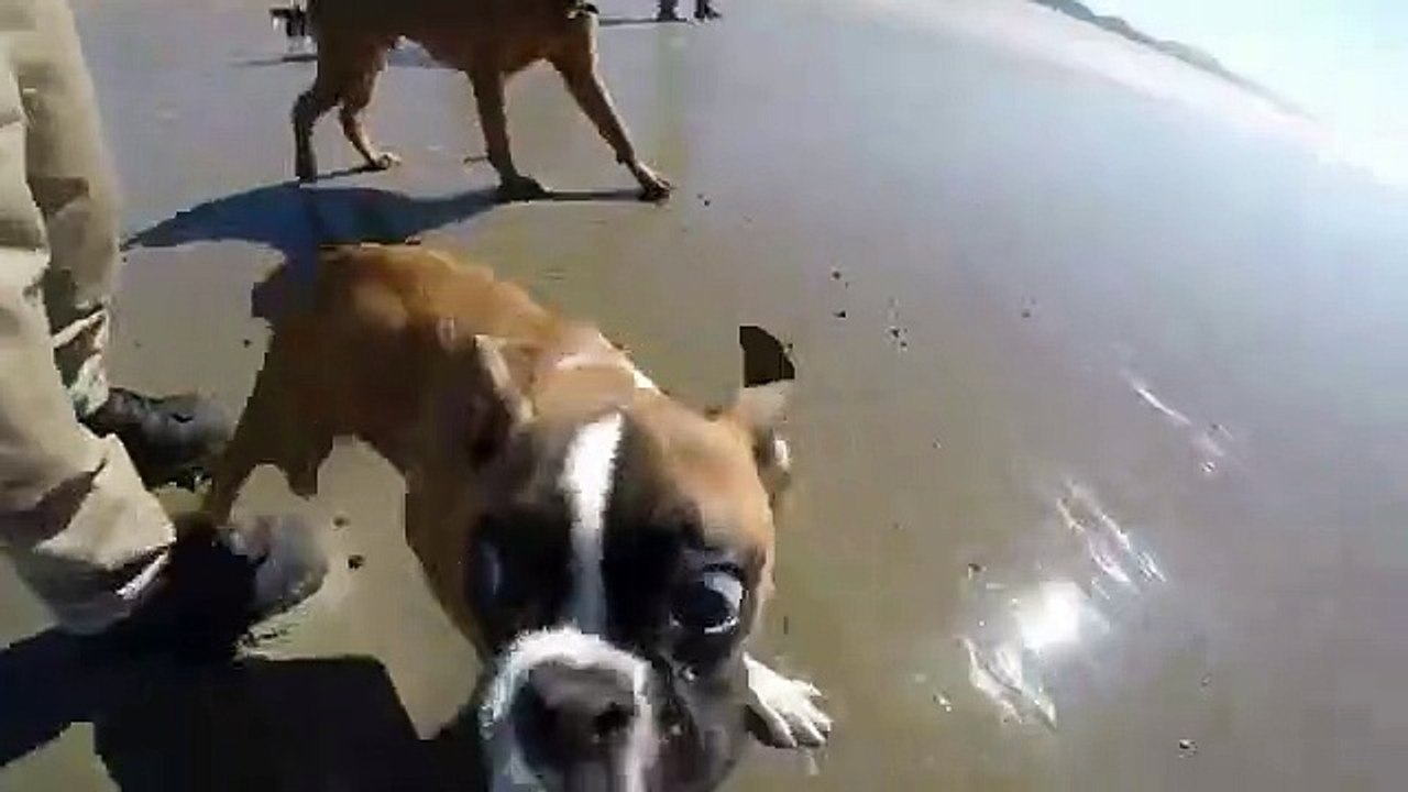 Un chien à deux pattes court sur la plage pour la première fois