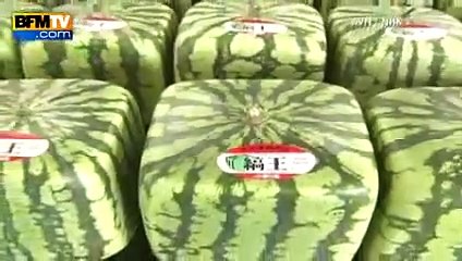 Découvrez les pastèques... carrées !