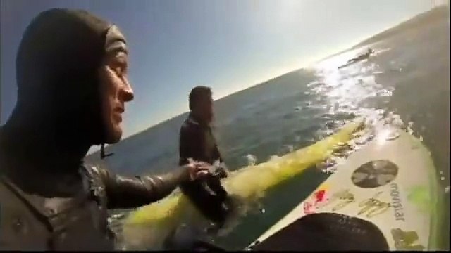 Ils filment un bébé baleine albinos