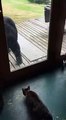 Un ours effrayé par un chat