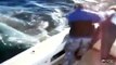 Un grand requin blanc attaque un bateau de pêche