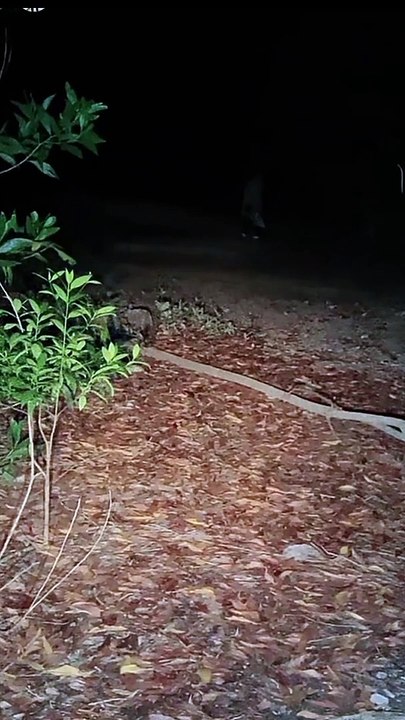 Paranormal activity ghost on camera part 216