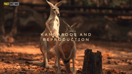 Did you know? Kangaroos have three vaginas