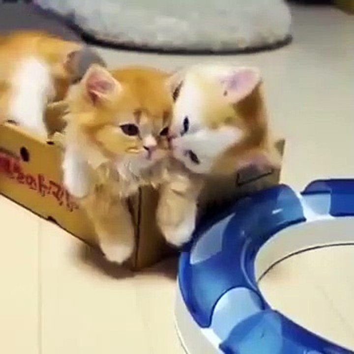 Les câlins de ces chatons vont vous faire fondre !