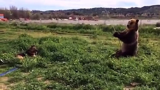 Un ours arrose un chien avec un tuyau d'arrosage
