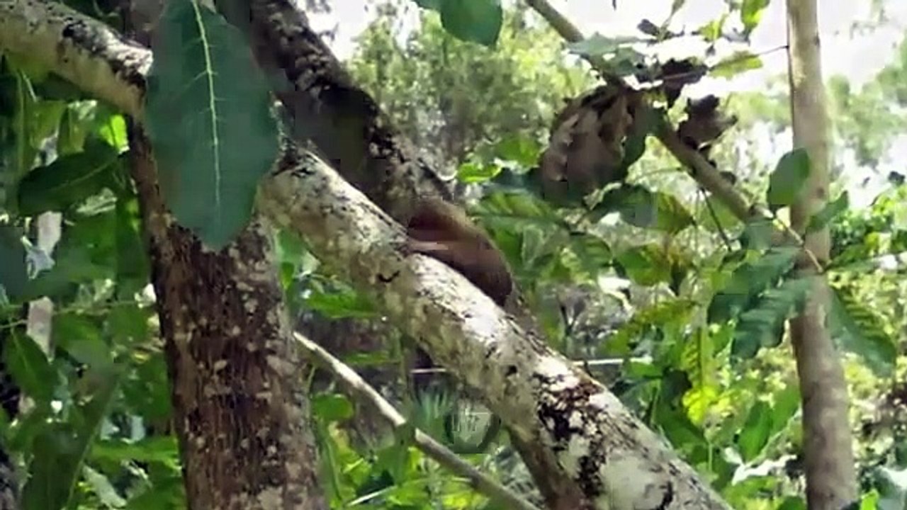 Cet adorable ouistiti pygmée adore se faire caresser par sa brosse à dents