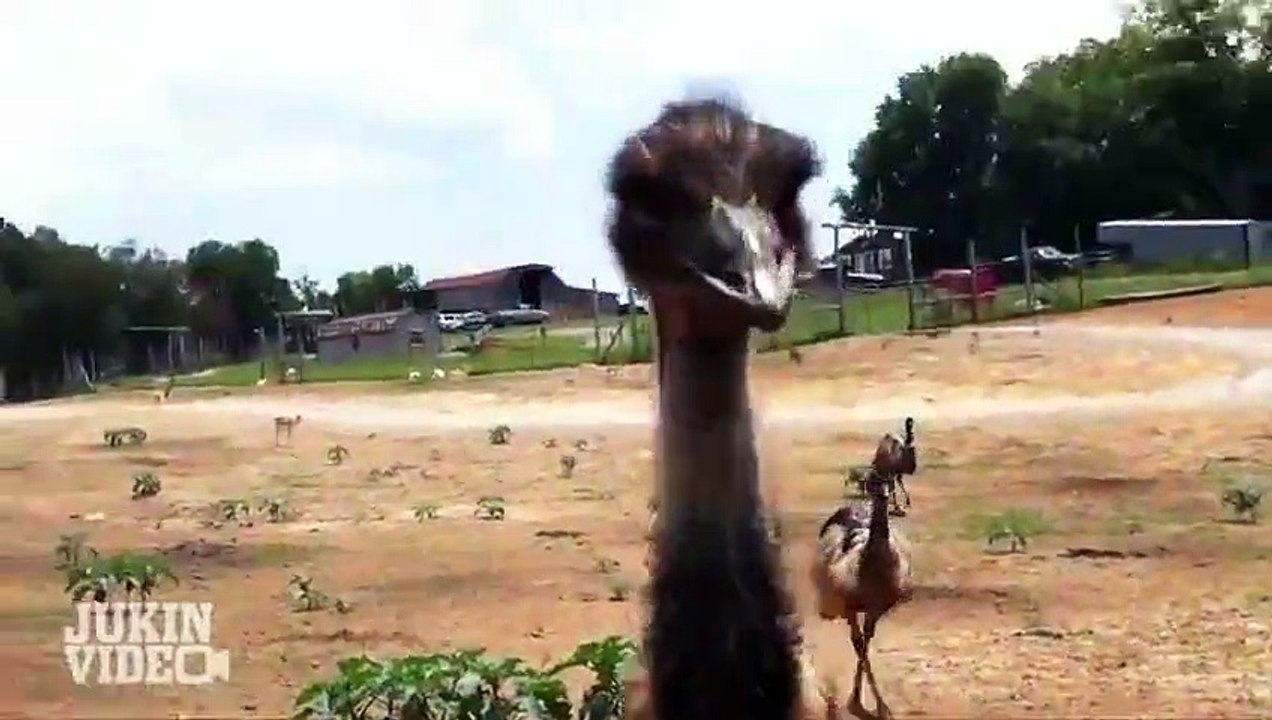 Compilation d'attaques d'animaux