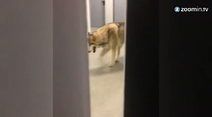 Le loup à Sotchi : une blague de J.Kimmel !