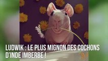 Ludwik : Le plus mignon des cochons d’inde imberbe !