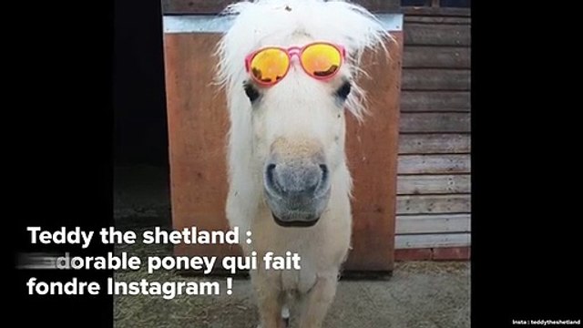 INSTACUTE : Teddy the shetland : L’adorable poney qui fait fondre Instagram !