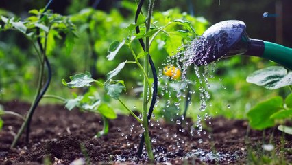 Jardin : voici 8 plantes très économes en eau