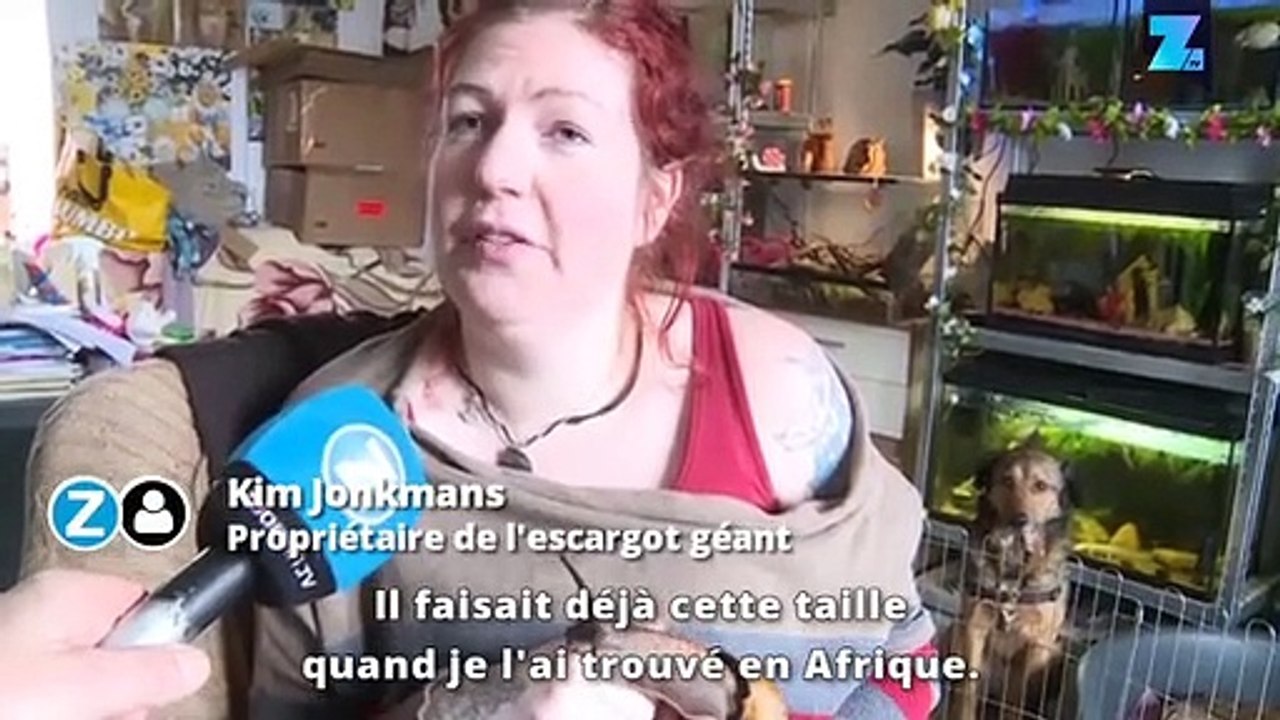 Un escargot comme animal de compagnie, pourquoi pas ?