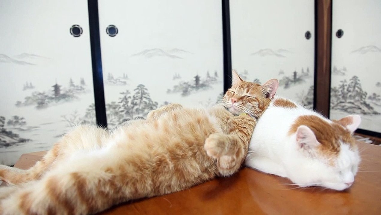 Ce chat utilise un autre chat comme coussin