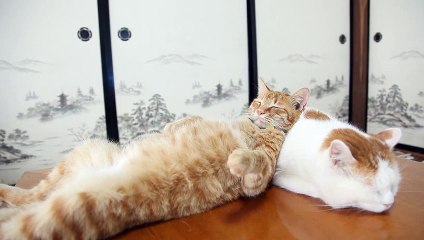 Ce chat utilise un autre chat comme coussin