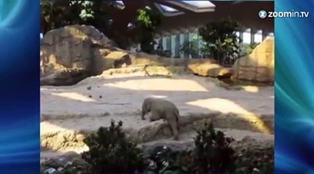 Ce bébé éléphant ne tient pas sur ses pattes!