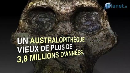 L'incroyable découverte du crâne complet d'un ancêtre de Lucy