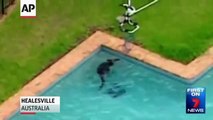 Un kangourou sauvé de la noyade dans une piscine en Australie