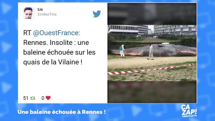 Une baleine échouée à Rennes intrigue les internautes !