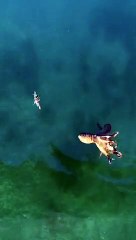 Un poulpe attaque un crabe !