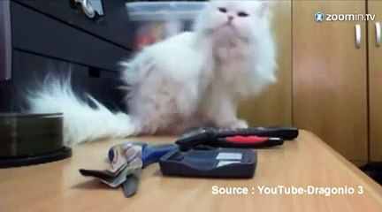 BUZZ  : un chat qui veut faire table rase