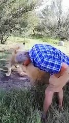 Cet homme a voulu caresser une lionne à travers une cage : très mauvaise idée