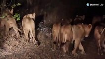 Un porc-épic défie 17 lions affamés!