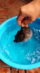 Le poisson-ballon gonfle pour se protéger