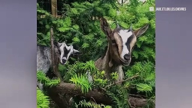 Jade et Lou : Les chèvres naines de compagnie !