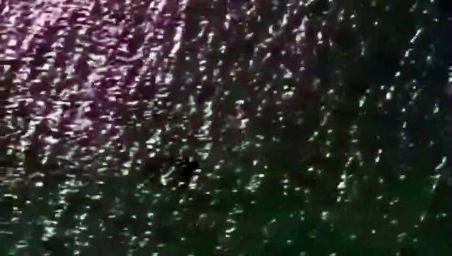 Australie : l'hélicoptère d'une chaîne de télévision sauve la vie de plusieurs surfeurs d'une attaque de requin