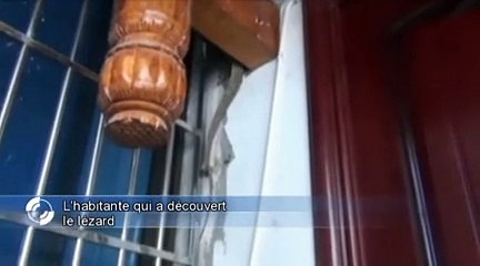 'Un lézard géant pendu au plafond'