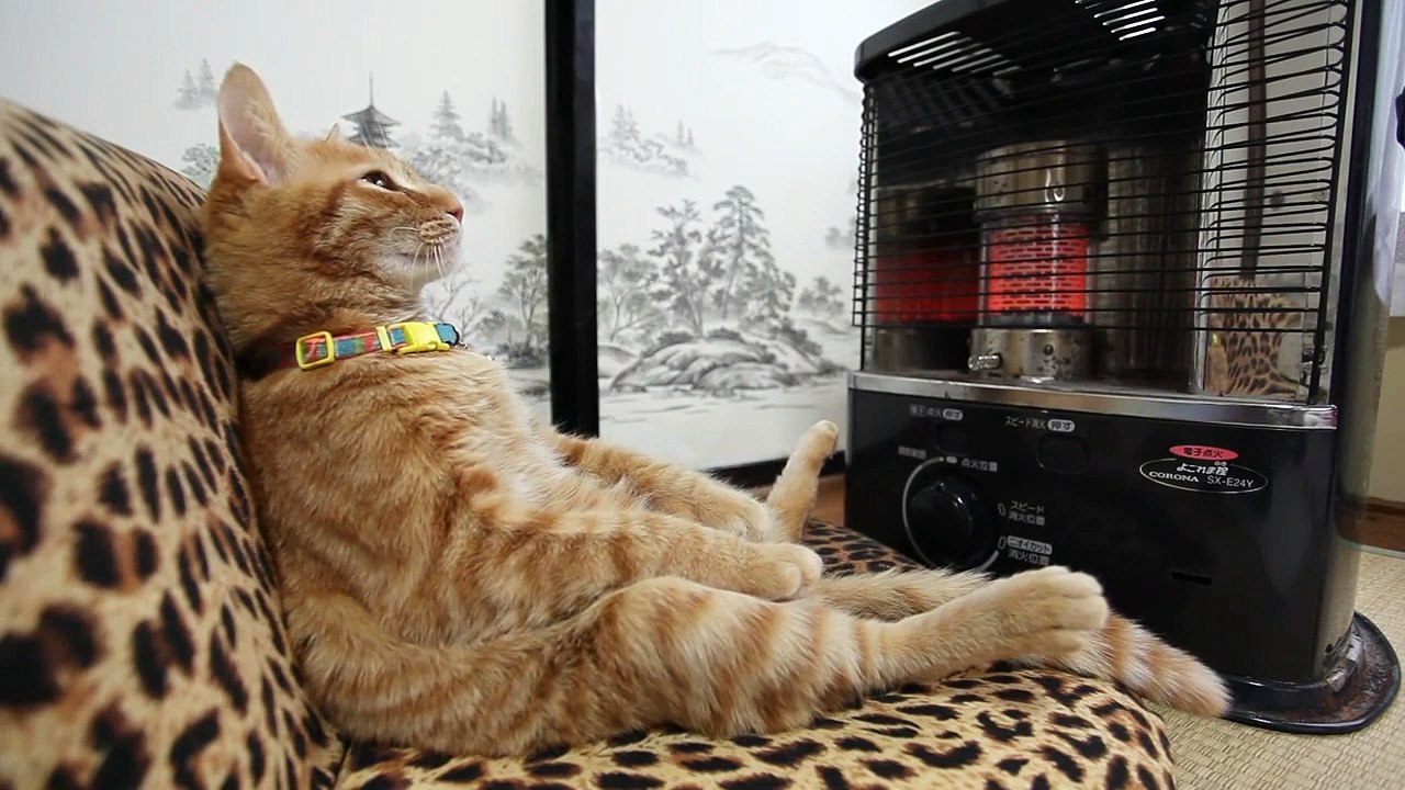 Le chat le plus détendu du monde