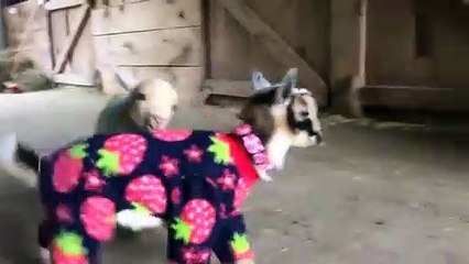 Ces chevreaux en pyjama vont vous faire craquer !
