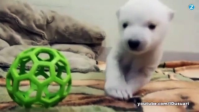 Trop mignon : un ourson polaire fait ses premiers pas !