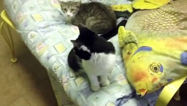 Pour les sauver, une chatte allaite des bébés chiots
