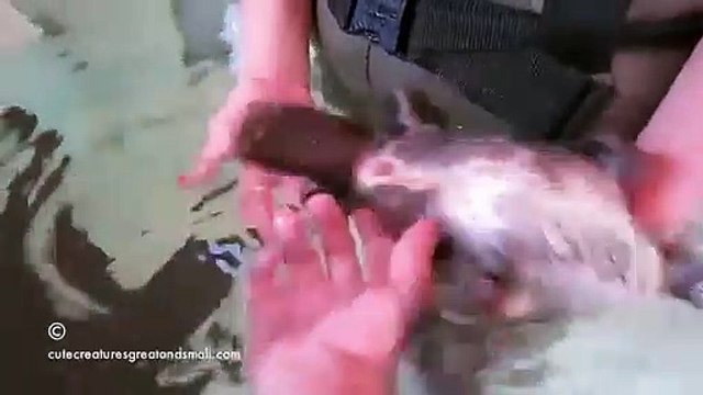 Mignon : un ornythorinque aime les caresses