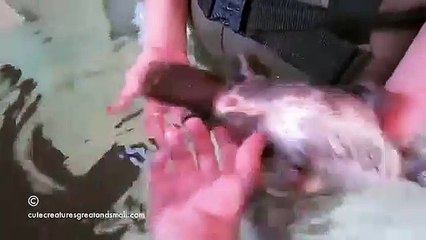 Mignon : un ornythorinque aime les caresses