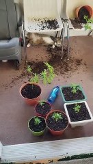 Oups ! Quand les chats mangent des plants de cannabis