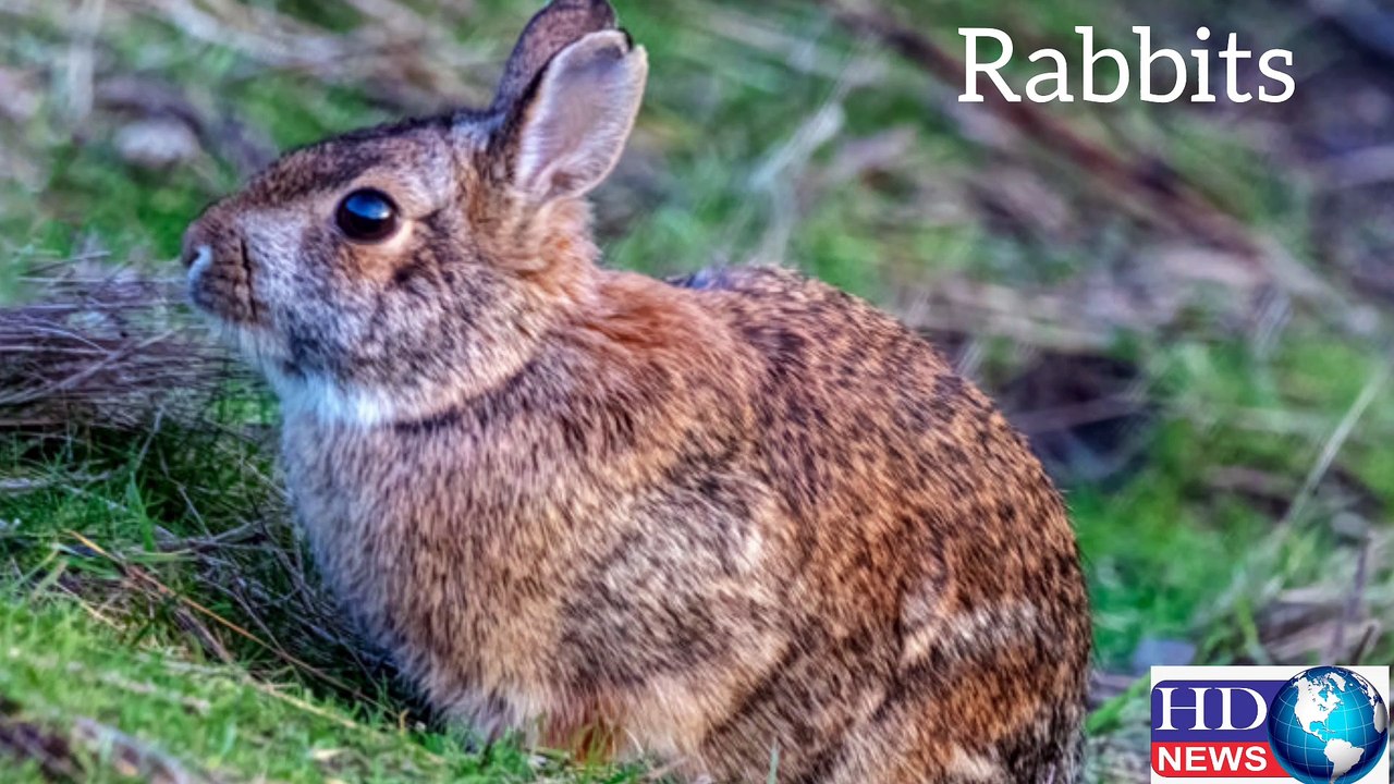 Rabbits Farming in Pakistan | rabbits #hdnewskharian