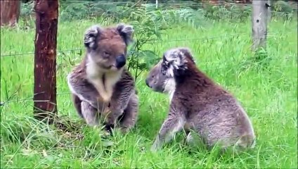 Quand des koalas se battent, voilà ce que ça donne !