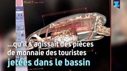 Incroyable découverte dans l'estomac de cette tortue
