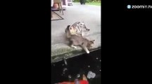 Ces chats se frottent à de bien gros poissons!
