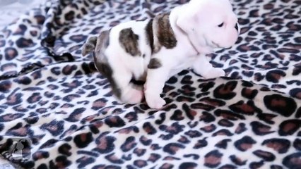 Ce bébé bouledogue va vous faire craquer