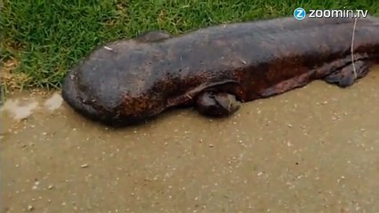 Un écolier tombe nez à nez avec une salamandre géante !