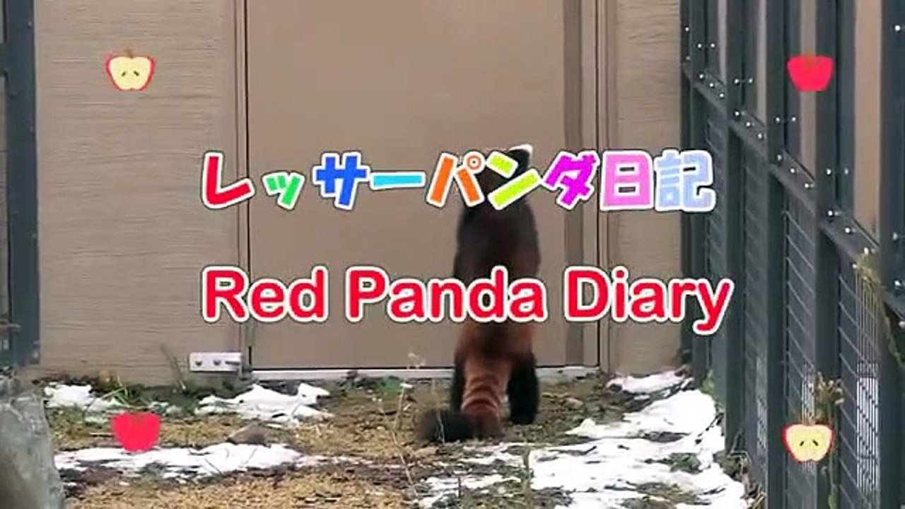 Ce panda roux va vous faire craquer