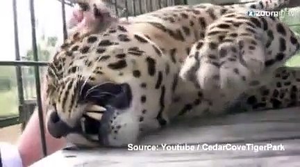 Le léopard qui se prenait pour un chat