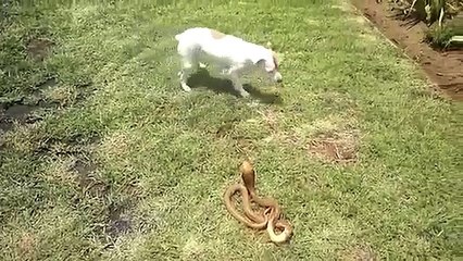 Combat épique entre un chien et un cobra